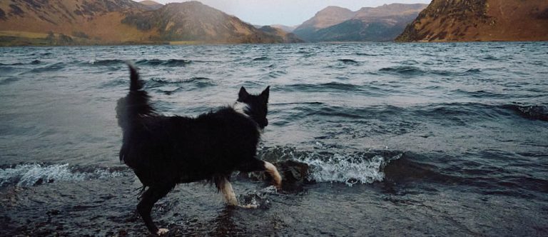 Photography work by Courntey hetherington showing a dog and landscape