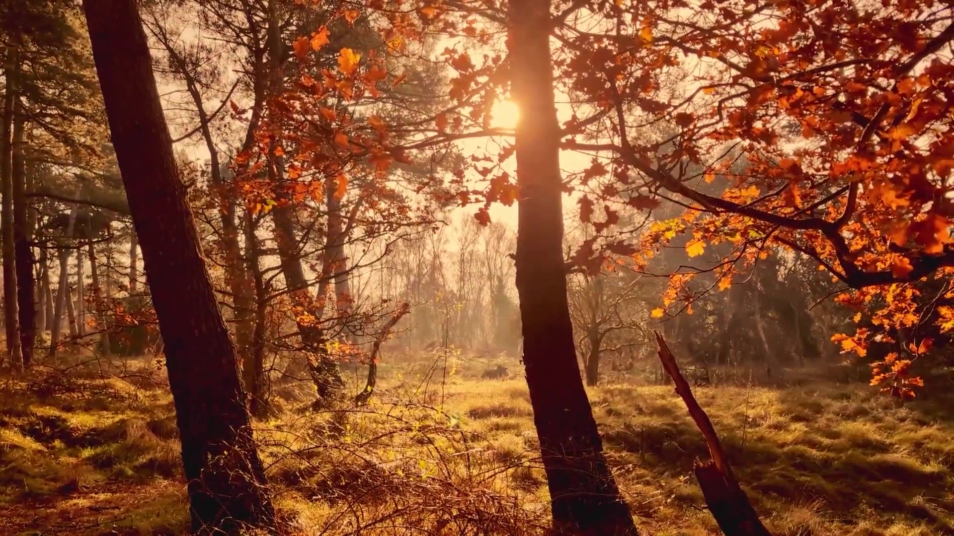 Short film exploring the theme of Liminal Spaces, from first person perspective, someone walks through abandoned woods, with random pieces of furniture and objects laying around untouched all whilst the sun shines brighlty through the autumn trees.